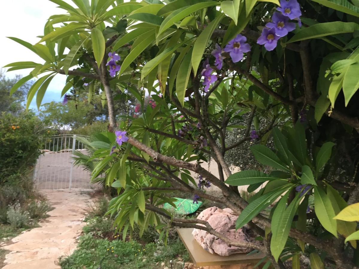 Ein Hod Above The Seaヴィラ エクステリア 写真