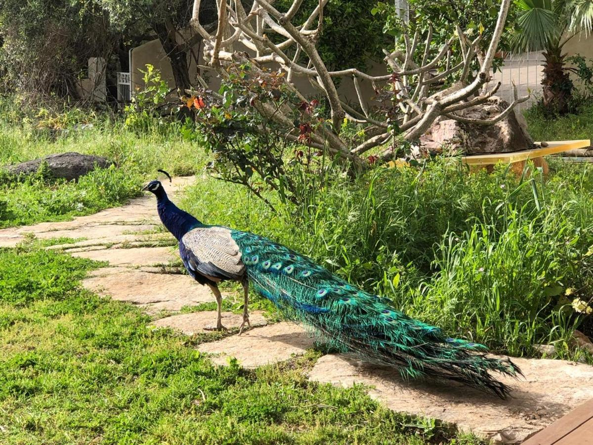 Ein Hod Above The Seaヴィラ エクステリア 写真